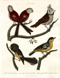 Parus: Meiser og Parids