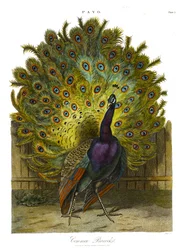 Pavo: vanlig påfugl