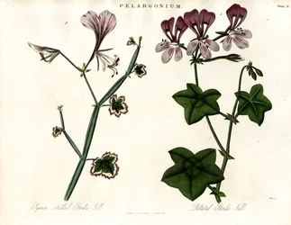 Pelargonium-arter (storkenebb)