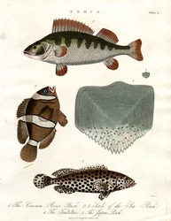 Abborarter