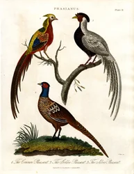 Phasianus - Fasanart