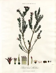 Filoteka