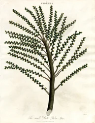 Føniks (daddelpalme)