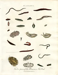 Planaria - Tolv arter av flatorm