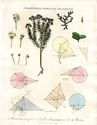 Poranthera; Porella og porismer