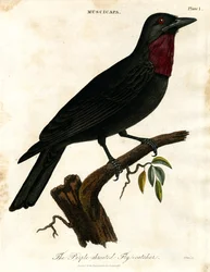 Purpurstrupefluesnapper (Muscicapa)