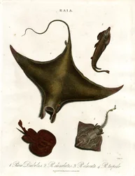 Raia-arter (stråler)