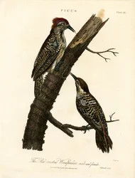 Rødtoppet hakkespett (hann og hunn)