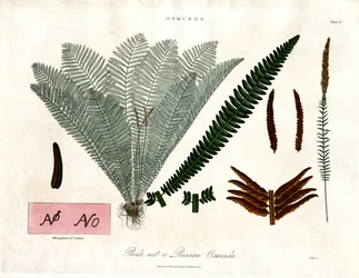 Kongelig bregne (Osmunda)