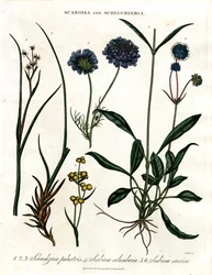 Scabiosa og Scheuchzeria