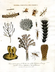 Syv kuriøse arter av Flustra; to av Forficula eller saksedyr; og Formica Cephalotes; eller maur fra Surinam