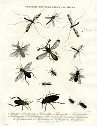 Tenebrio; Tenthedo; Trips og Tipula - Insektmangfold