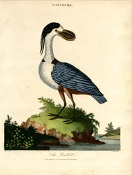 Båtregningen
