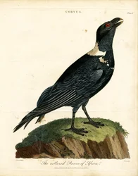 Afrikas krageravn