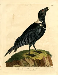 Afrikas krageravn
