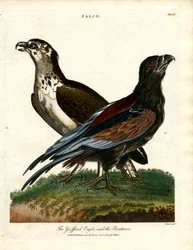 Griffardørnen og båtmannen