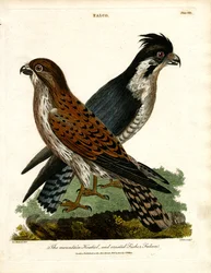 Fjellfalk og toppfiskerfalk