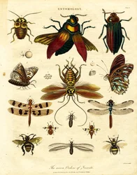 De syv insektordenene