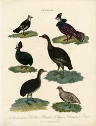 Ulike arter av rype (Tetrao)