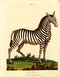 Sebra (hest)