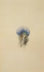 Studie av en påfuglfjær, 1873