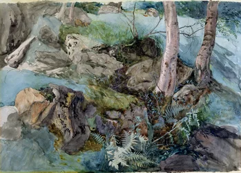 Studie av steiner og bregner i en skog ved Crossmount, Perthshire, 1843 (wc på papir)