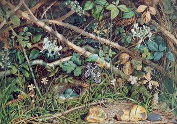 Et fuglerede blant bramlinger, kaprifol og undervekst, 1858