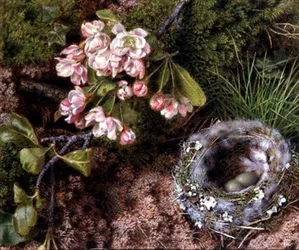 Et fuglerede og epleblomst
