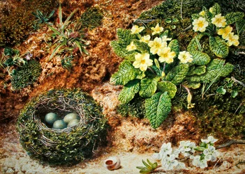 Fuglerede med primula (akvarell og kroppsfarge på papir)