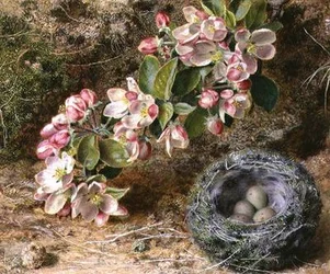 Blomster og fuglerede