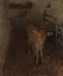 En Jersey-kalv