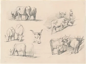 Studier av storfe, ca. 1872.