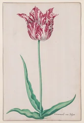 Jahangir, 17th century.    1206396   no       norwegian Successfully Translated  Original: Le Charge d Translat: Le Charge d 1334293 no norwegian Successfully Translated Original: Horse with Head Lowered, 1880searly 1890s. Translat: Keizerskroon, orchidee 