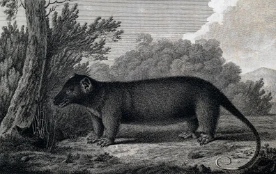 Opossum, gravering etter tegning av John Webber (1750-1793) laget under James Cooks tredje seilas