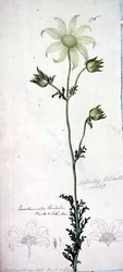 Flanellblomst, actinotus helianthe labill