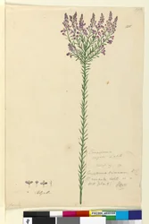 Side 105. Comesperma ericinum, c.1803-06 (wc, penn, blekk og blyant)