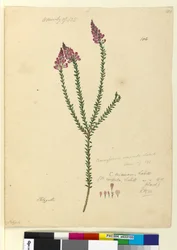 Side 106. Comesperma ericinum, c.1803-06 (wc, penn, blekk og blyant)