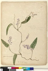 Side 107. Glycine bimaculataGlycine tabacina?, c.1803-06 (wc, penn, blekk og blyant)