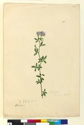 Side 110. Medicago sativa, ca. 1803-06 (wc, penn, blekk og blyant)