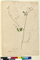 Side 115. Hedysarum, ca. 1803-06 (wc, penn, blekk og blyant)