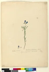 Side 129. Ionidium filiforme, c.1803-06 (wc, penn, blekk og blyant)