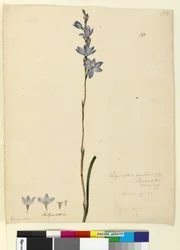 Side 133. Thelymitra ixioides, c.1803-06 (wc, penn, blekk og blyant)