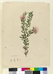 Side 13. Grevillea punicea, ca. 1803-06 (wc, penn, blekk og blyant)