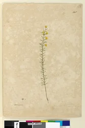 Side 148. Acacia aciculares, ca. 1803-06 (akvarell, penn, blekk og blyant)