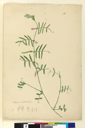 Side 150. Lathyrus, ca. 1803-06 (wc, penn, blekk og blyant)