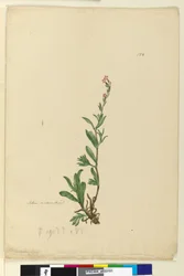 Side 154. Silene naturalisert, ca. 1803-06 (wc, penn, blekk og blyant)