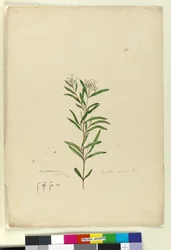 Side 15. Grevillea sericea, ca. 1803-06 (wc, penn, blekk og blyant)