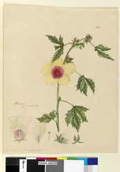 Side 163. Hibiscus, ca. 1803-06 (wc, penn, blekk og blyant)