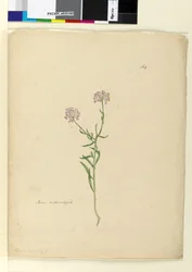 Side 164. Iberis naturalisert, ca. 1803-06 (wc, penn, blekk og blyant)