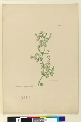 Side 167. Fumaria naturalisert, ca. 1803-06 (wc, penn, blekk og blyant)